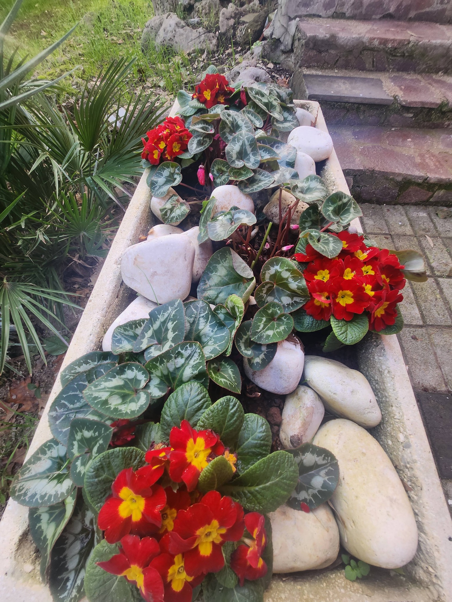 Fioriere con primule e pietre