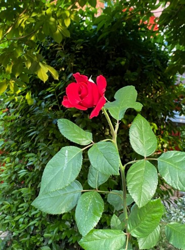Rosa rossa in primo piano